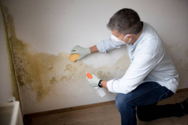 Little Canada, MN Mold Removal Company