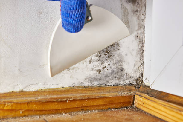 Best Dehumidification Services  in Little Canada, MN