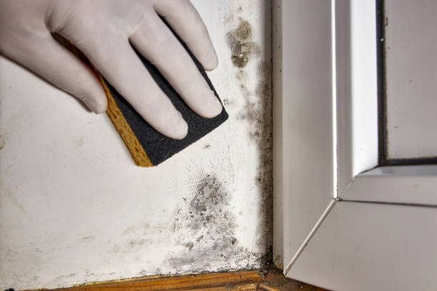 Best Real Estate Mold Inspection  in Little Canada, MN