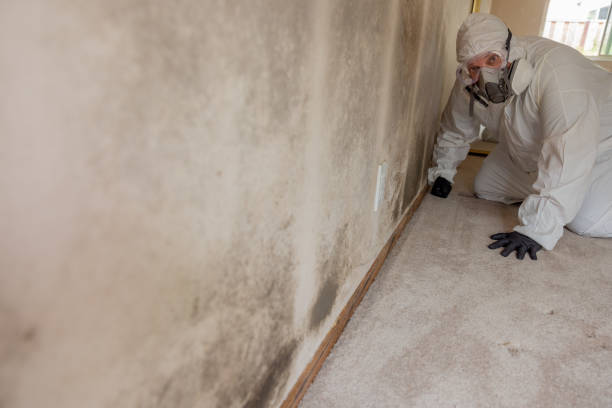Mold Documentation for Insurance Claims in Little Canada, MN